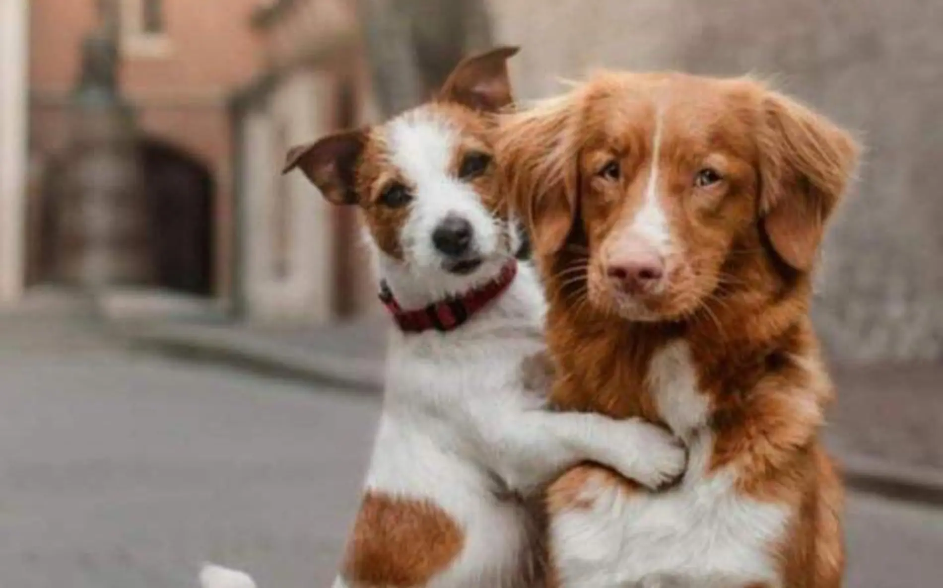 REGALOS CORTESIA CENTRO DE CACHORROS FELICES